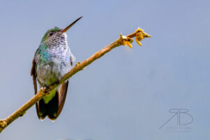 N-Blue-chested Hummingbird3