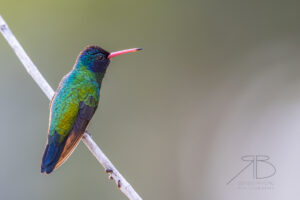 N-Blue-headed Sapphire2