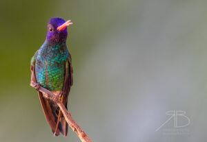 N-Blue-headed Sapphire3