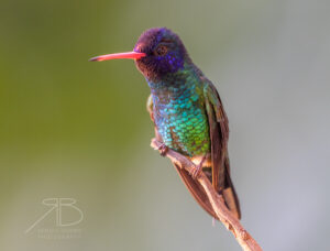 N-Blue-headed Sapphire2