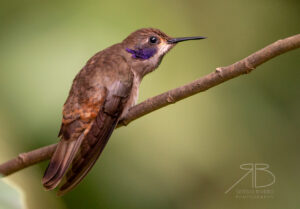 N-Brown Violetear2