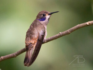 N-Brown Violetear3