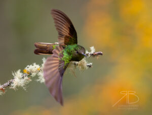 N-Buff-tailed Coronet2