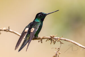 N-Buff-winged Starfrontlet2