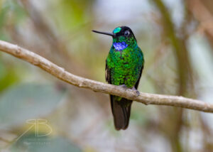 N-Buff-winged Starfrontlet3