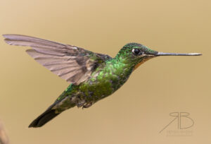 N-Buff-winged Starfrontlet5