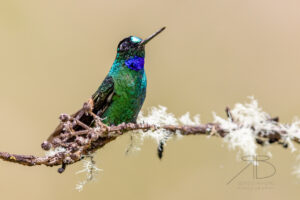 N-Buff-winged Starfrontlet6