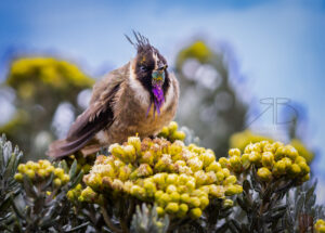 N-Buffy Helmetcrest2