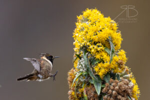 N-Buffy Helmetcrest3