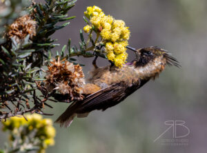 N-Buffy Helmetcrest4