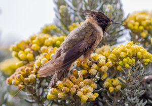 N-Buffy Helmetcrest5