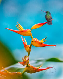 N-Charming Hummingbird2