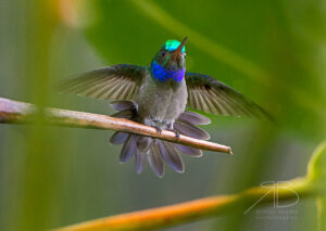 N-Charming Hummingbird4