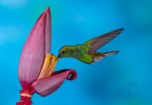 N-Coppery-headed Emerald2