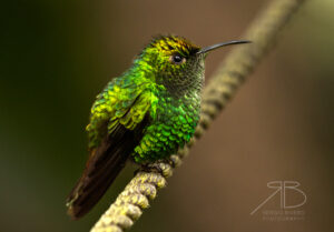 N-Coppery-headed Emerald3