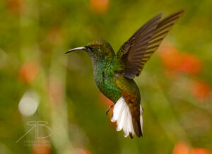 N-Coppery-headed Emerald4