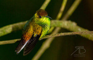 N-Coppery-headed Emerald5