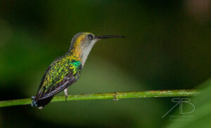 N-Crowned Woodnymph4