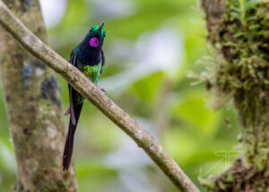 N-Empress Brilliant2