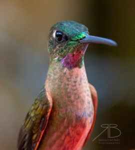 N-Fawn-breasted Brilliant2