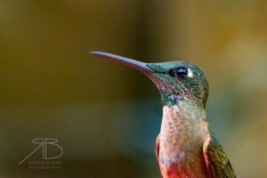 N-Fawn-breasted Brilliant3