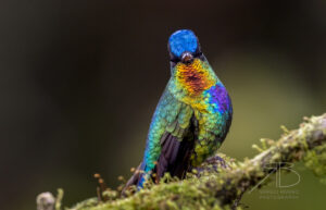 N-Fiery-throated Hummingbird