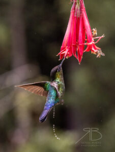 N-Fiery-throated Hummingbird2