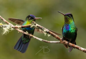 N-Fiery-throated Hummingbird3