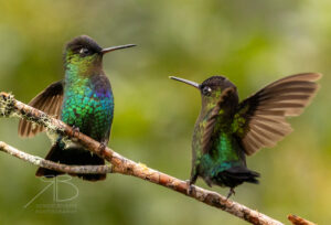 N-Fiery-throated Hummingbird4