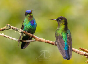 N-Fiery-throated Hummingbird5