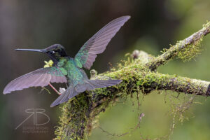 N-Fiery-throated Hummingbird6