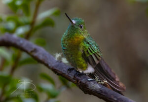 N-Golden-breasted Puffleg2