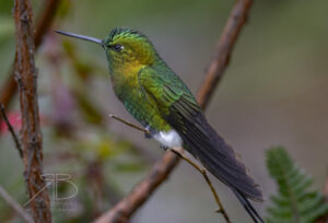 N-Golden-breasted Puffleg3
