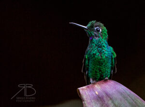 N-Green-crowned Brilliant