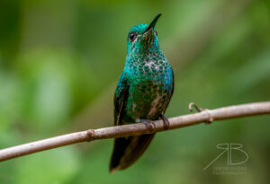 N-Green-crowned Brilliant2