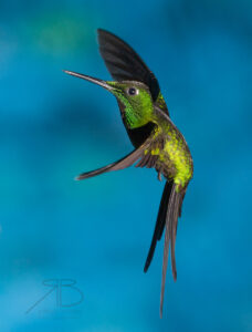 N-Green-crowned Brilliant2