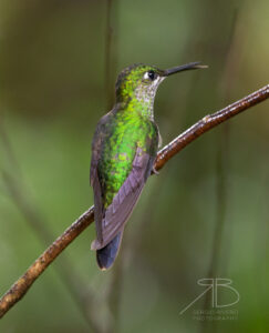 N-Green-crowned Brilliant3