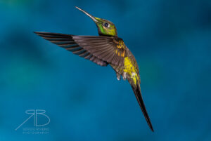 N-Green-crowned Brilliant3