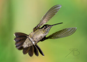 N-Green-crowned Brilliant4