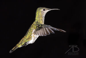 N-Green-crowned Brilliant4