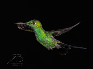 N-Green-crowned Brilliant5