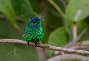N-Indigo-capped Hummingbird2
