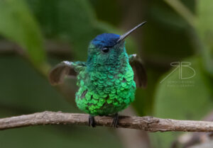 N-Indigo-capped Hummingbird3
