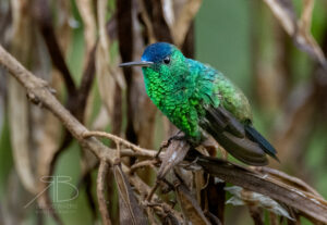 N-Indigo-capped Hummingbird4