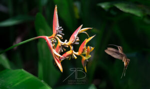 N-Long-billed Hermit3