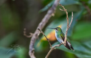 N-Mangrove Hummingbird