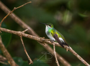 N-Mangrove Hummingbird2