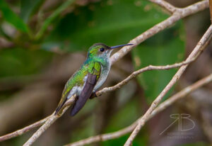N-Mangrove Hummingbird3