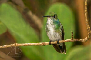 N-Mangrove Hummingbird4
