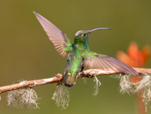 N-Mountain Velvetbreast2